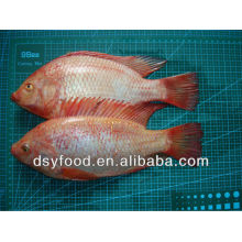 Frozen Red Tilapia